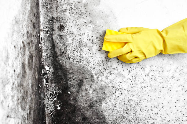 Best Local Mold Removal Service  in Christmas, FL