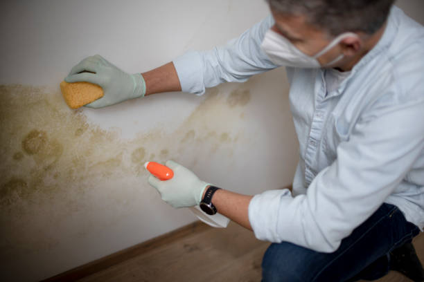 Best Certified Mold Removal  in Christmas, FL